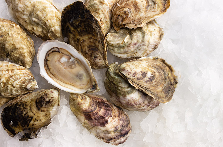 Salten Rock Oyster — Oysterology Online Pangea Shellfish Company